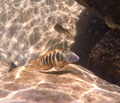 Northern Tanganyika Clown photo 1