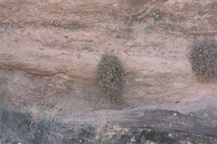 Perityle ambrosiifolia