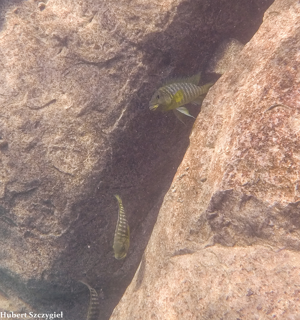 Largemouth Petrochromis (Petrochromis macrognathus) — Cichlidae