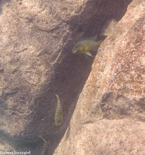 Petrochromis macrognathus