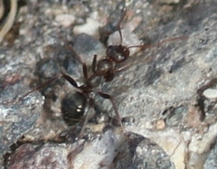 Formica gnava