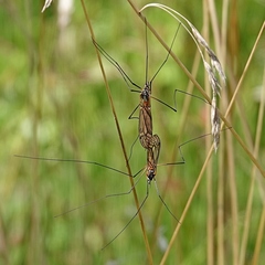 Ischnotoma rubriventris