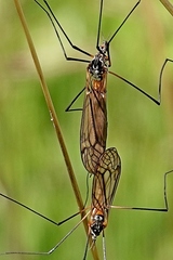 Ischnotoma rubriventris