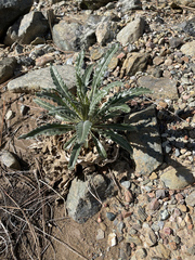 Mentzelia laevicaulis