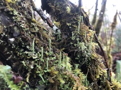 Cladonia carneola