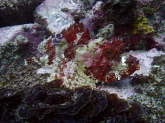 Scorpaena jacksoniensis