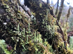 Cladonia carneola