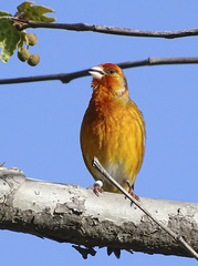 Serinus canaria domesticus