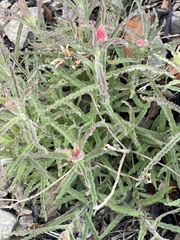 Castilleja martini martini