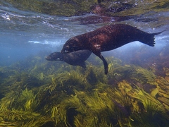 Arctocephalus pusillus