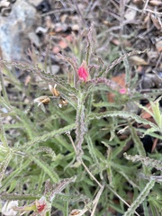 Castilleja martini martini