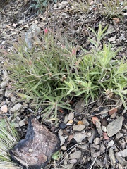 Castilleja martini martini