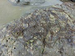 Myriogloea intestinalis