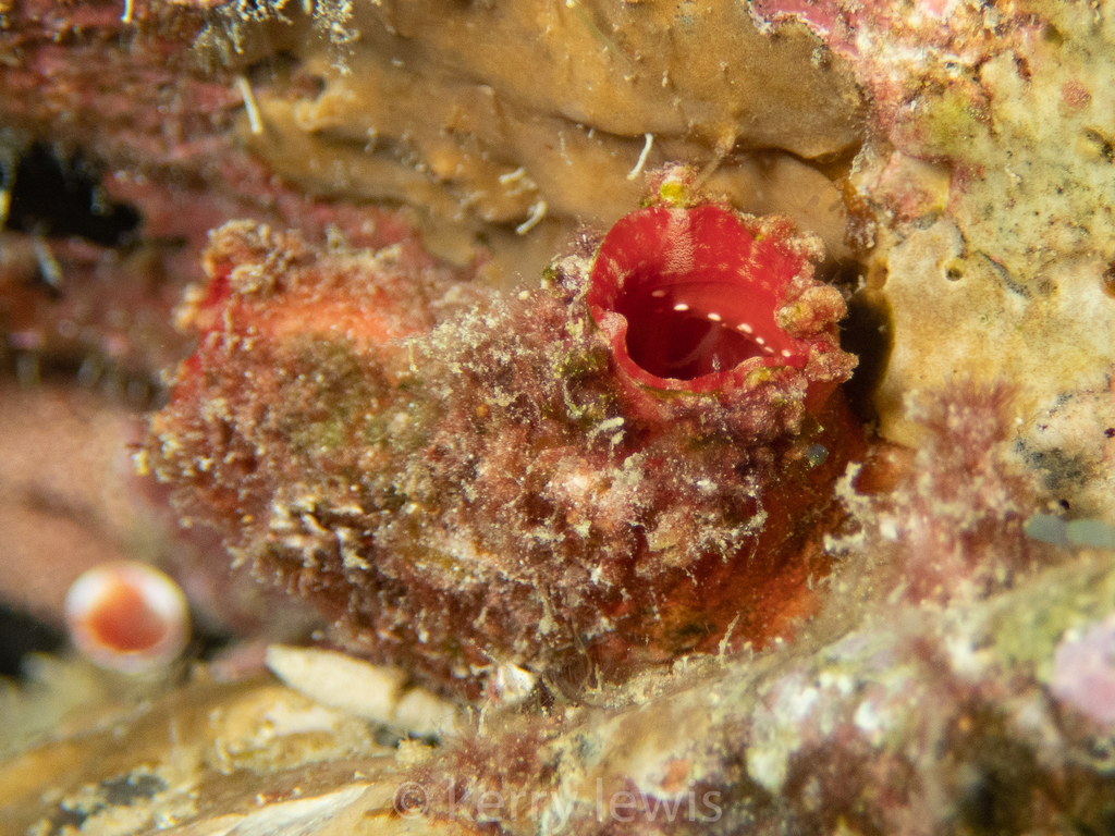 Giant Tunicate