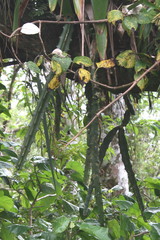 Weberocereus tonduzii
