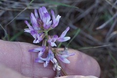 Astragalus distortus engelmannii