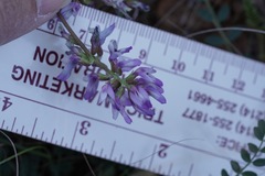 Astragalus distortus engelmannii