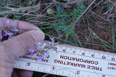 Astragalus distortus engelmannii