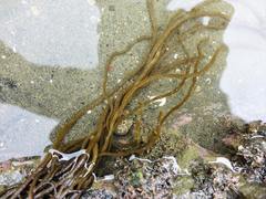 Myriogloea intestinalis