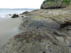Myriogloea intestinalis
