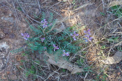 Astragalus distortus engelmannii