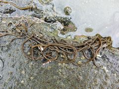 Myriogloea intestinalis