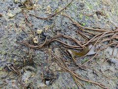 Myriogloea intestinalis