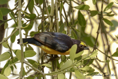 Euphonia affinis