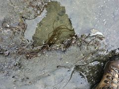 Myriogloea intestinalis