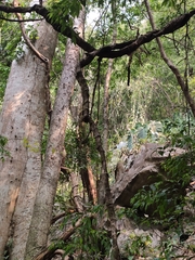 Tetrastigma planicaule