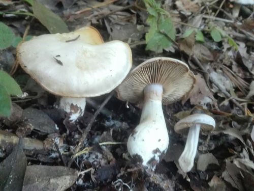 Cortinarius