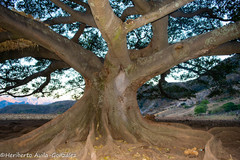 Ficus crocata