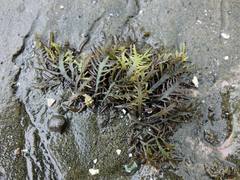 Sarcothalia marginifera