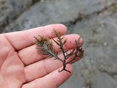 Sarcothalia marginifera