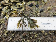 Sarcothalia marginifera