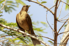 Turdus grayi