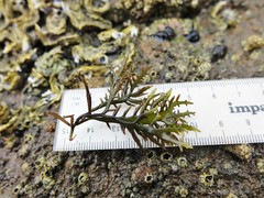 Sarcothalia marginifera