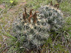 Coryphantha cornifera