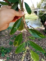 Citharexylum ellipticum