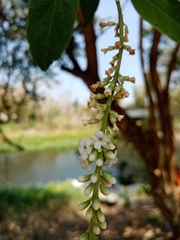 Citharexylum ellipticum