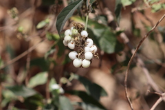 Tournefortia hartwegiana