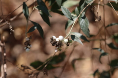 Tournefortia hartwegiana