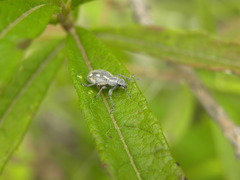 Pantomorus albosignatus