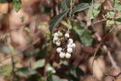 Tournefortia hartwegiana