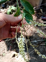 Citharexylum ellipticum