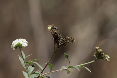 Tournefortia hartwegiana