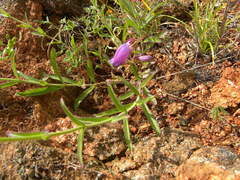 Penstemon amphorellae