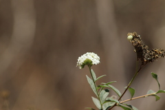 Tournefortia hartwegiana