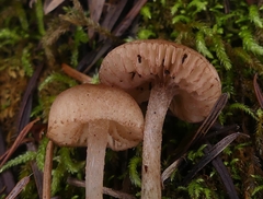 Entoloma cystomarginatum