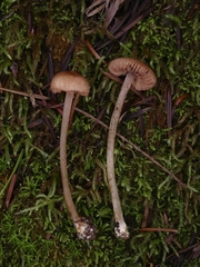 Entoloma cystomarginatum